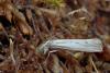 Agriphila geniculea